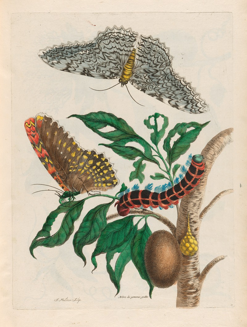 Arbre de gomme-gutte by Maria Sibylla Merian, 1719 — digital art print download