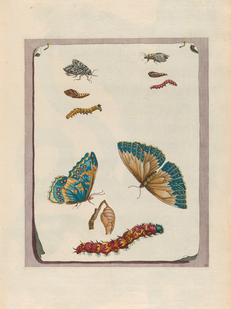 Blue butterflies by Maria Sibylla Merian, 1719 — digital art print download