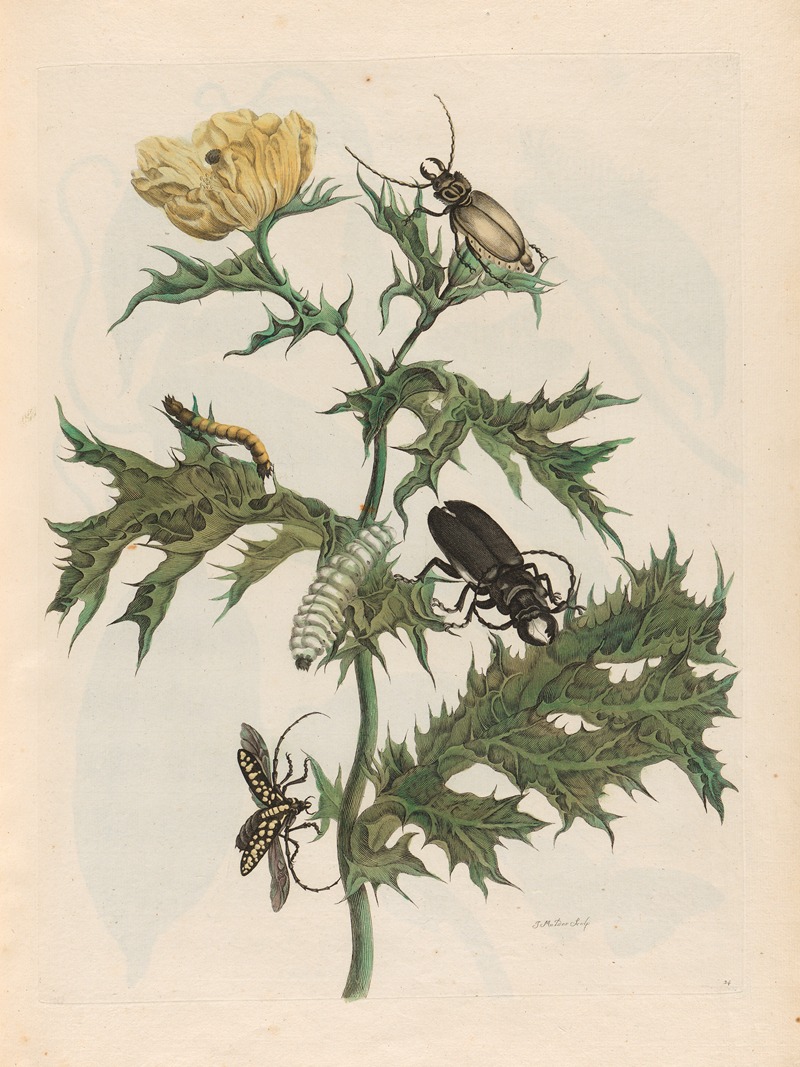 Carduus spinosus by Maria Sibylla Merian, 1719 — digital art print download