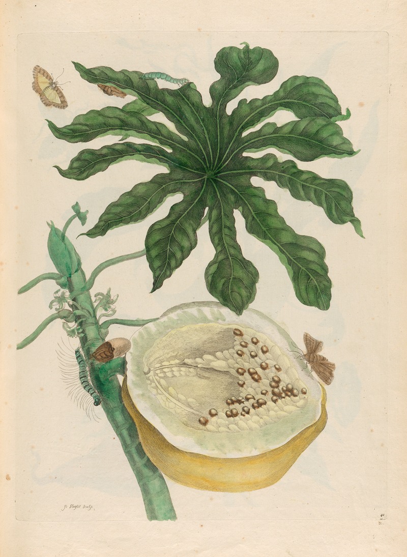 Carica papaya by Maria Sibylla Merian, 1719 — digital art print download