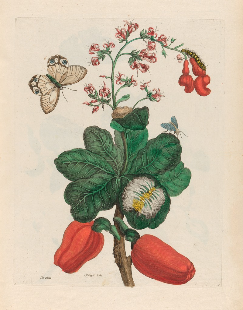 Caschou by Maria Sibylla Merian, 1719 — digital art print download