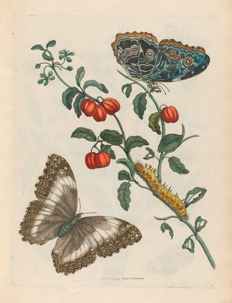 Cerises d'Amerique by Maria Sibylla Merian, 1719 — digital art print download