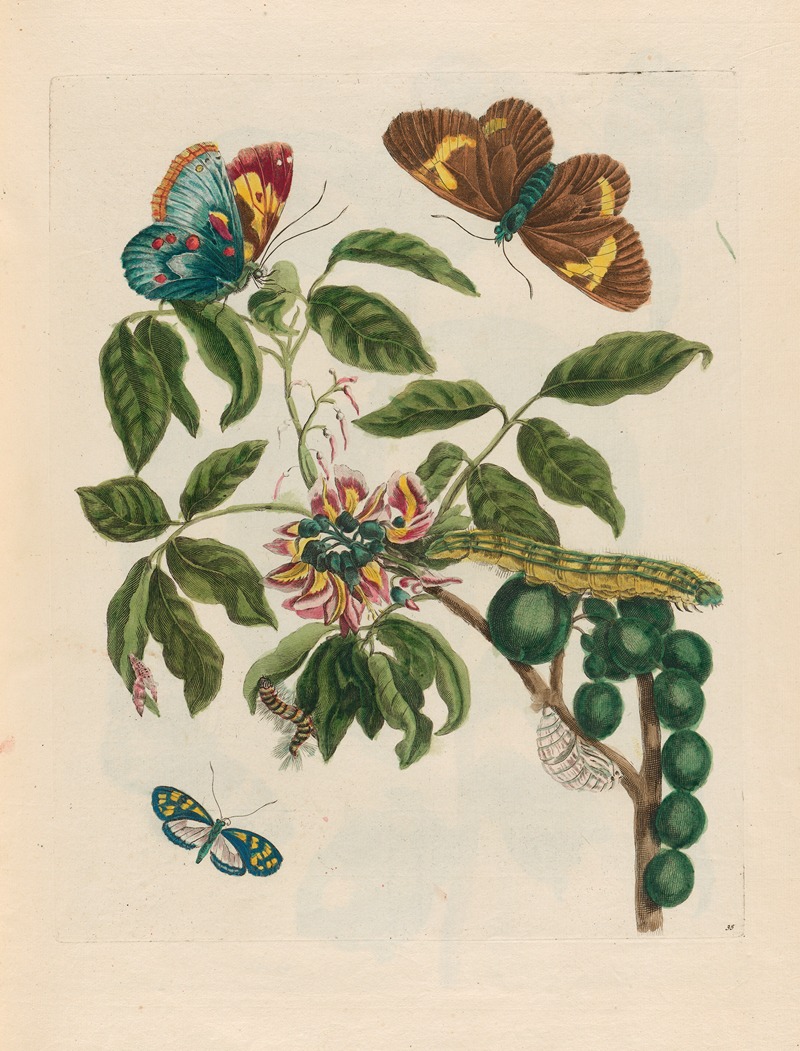 Coronilla Americana arborescens by Maria Sibylla Merian, 1719 — digital art print download