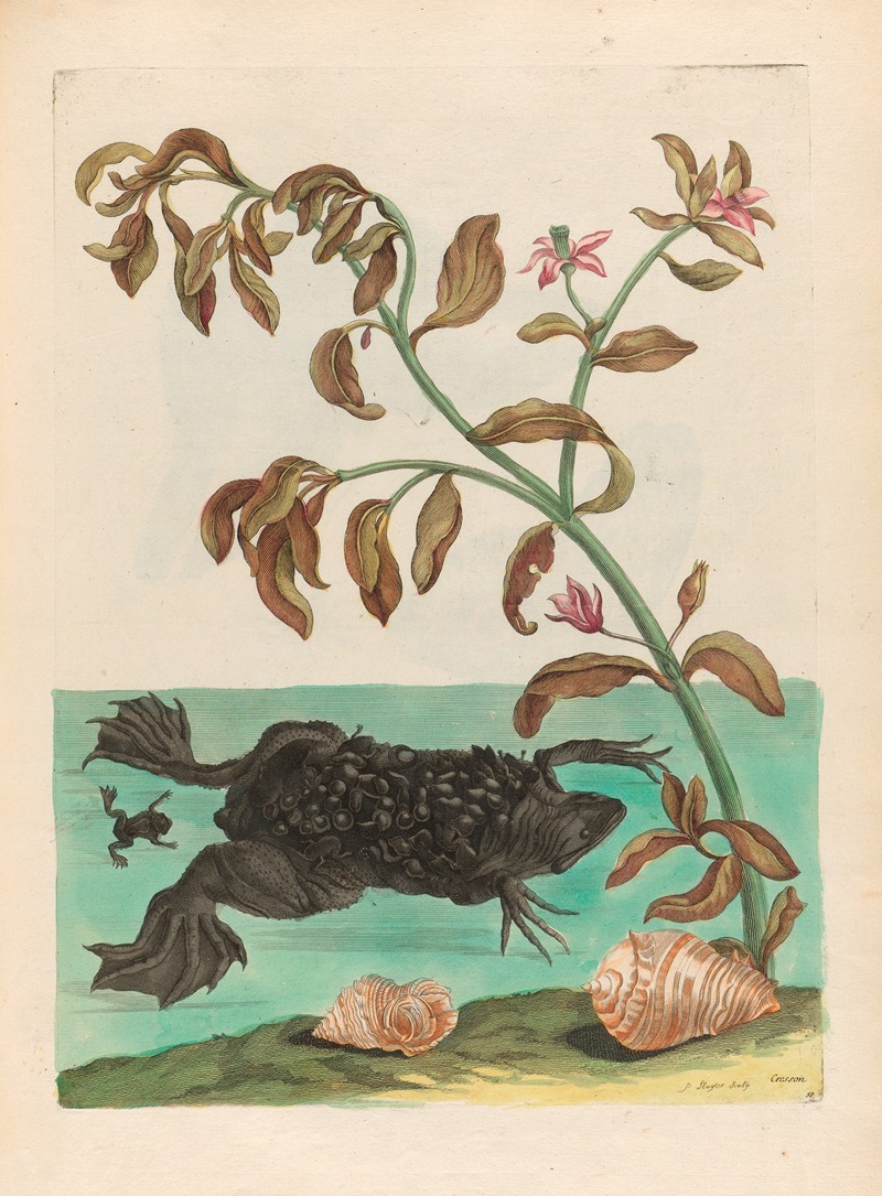 Cresson by Maria Sibylla Merian, 1719 — digital art print download