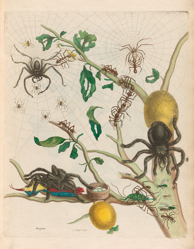 Guajave by Maria Sibylla Merian, 1719 — digital art print download