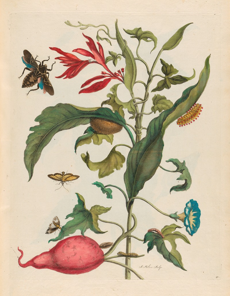 Ipomoea batatas and Heliconia psittacorum — Maria Sibylla Merian