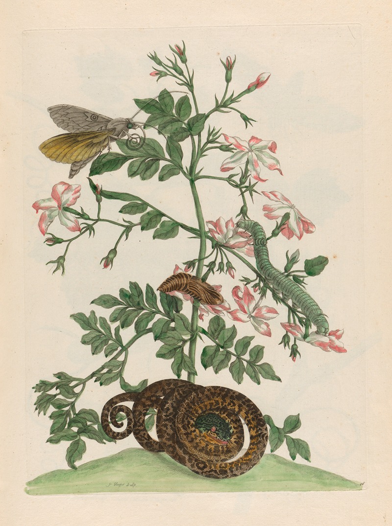Jasminum grandiflorum by Maria Sibylla Merian, 1719 — digital art print download