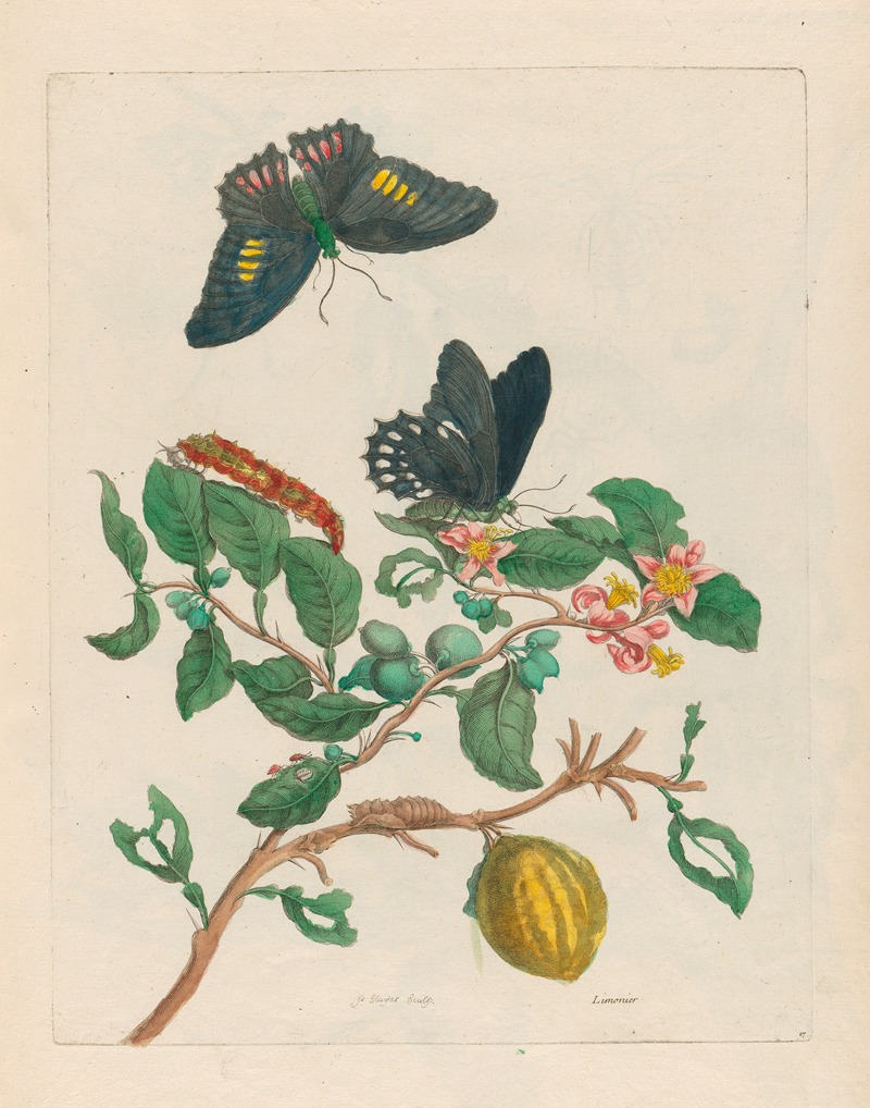 Limonier by Maria Sibylla Merian, 1719 — digital art print download