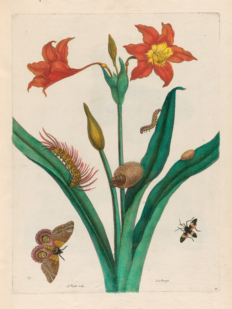 Lis Rouge by Maria Sibylla Merian, 1719 — digital art print download