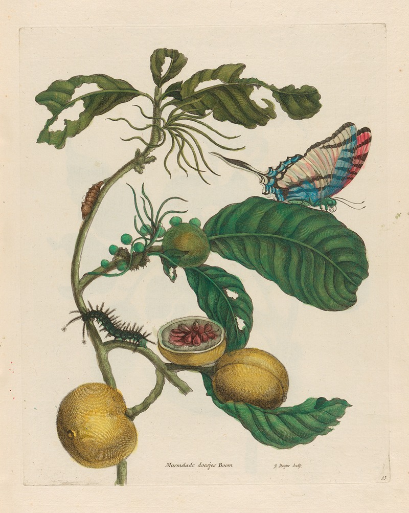 Marmelade doosjes Boom by Maria Sibylla Merian, 1719 — digital art print download