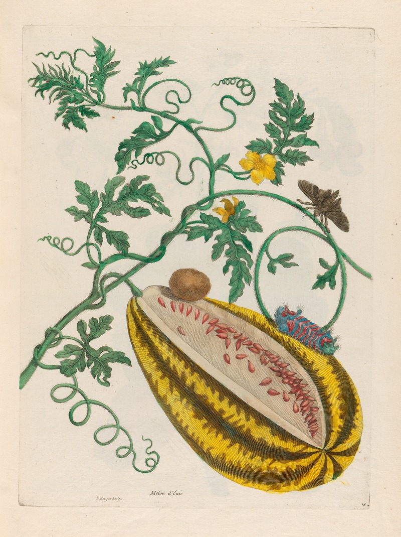 Melon d'Eau by Maria Sibylla Merian, 1719 — digital art print download