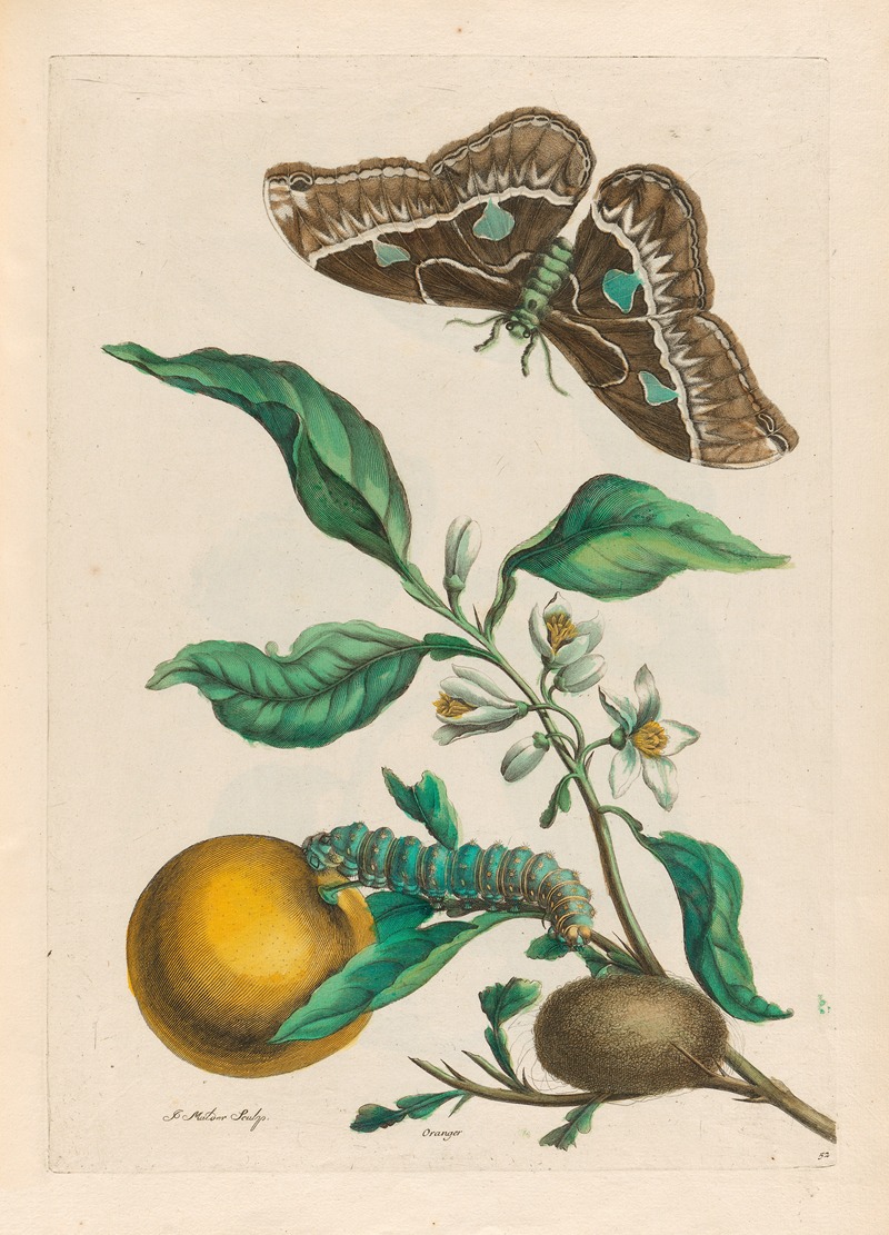 Oranger by Maria Sibylla Merian, 1719 — digital art print download