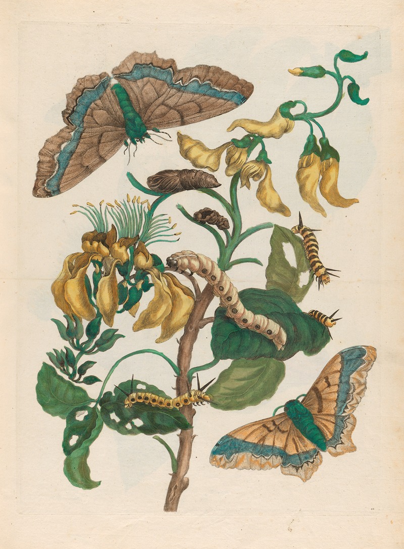 Pallisaden-boom by Maria Sibylla Merian, 1719 — digital art print download