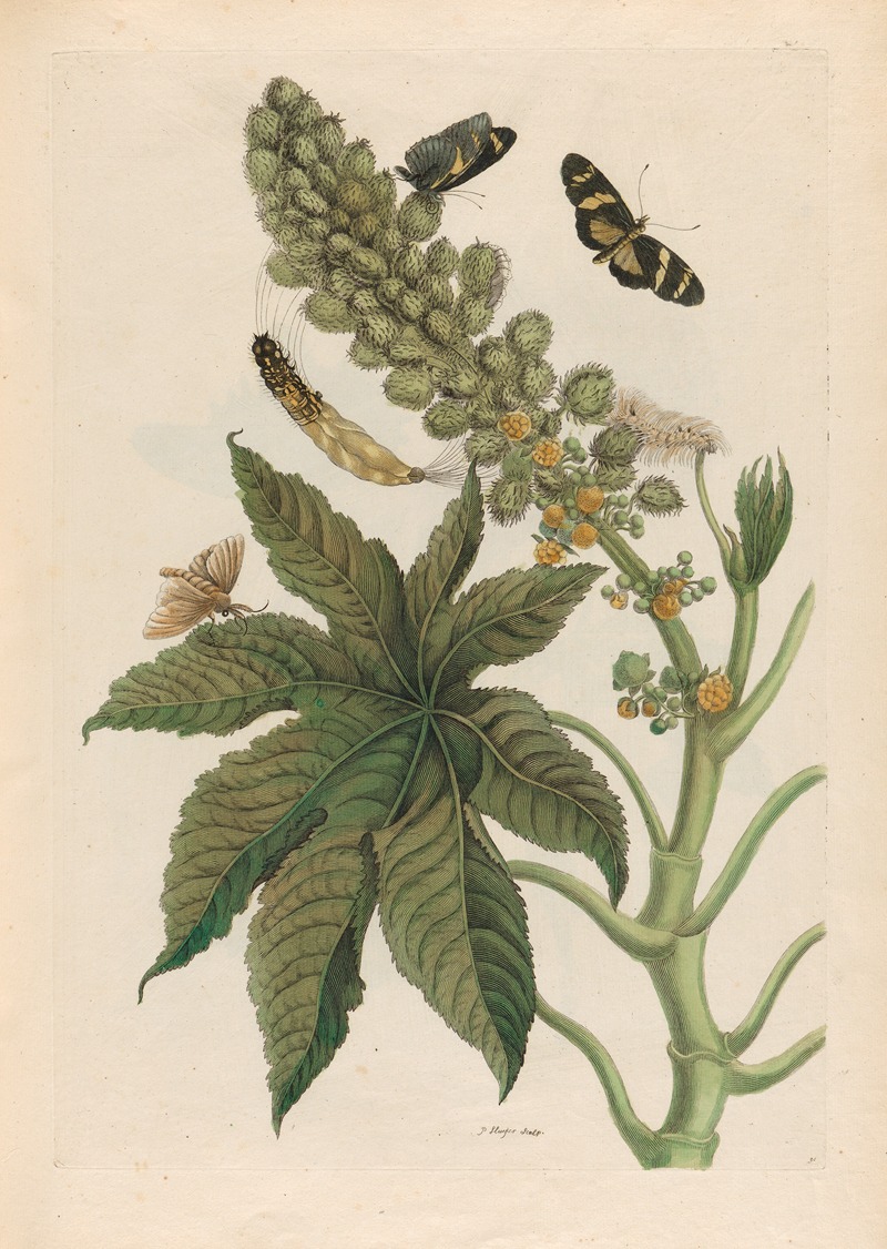Palma Christi by Maria Sibylla Merian, 1719 — digital art print download