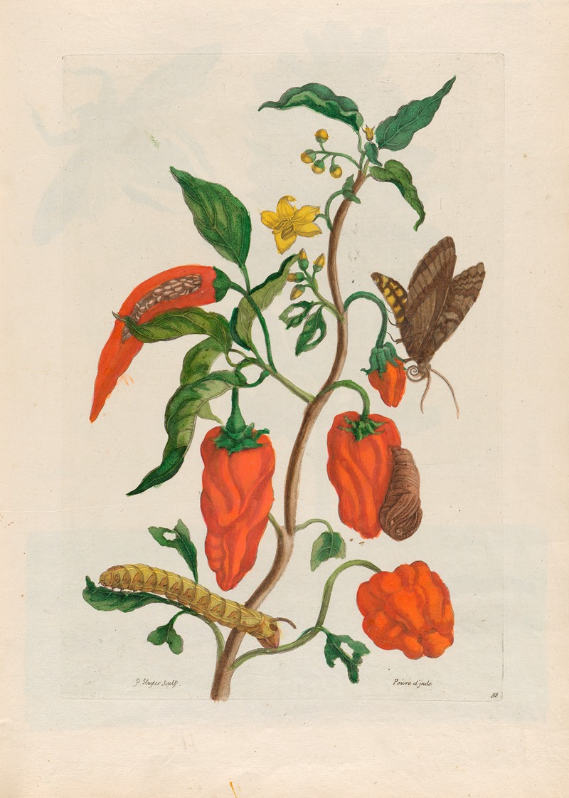 Poivre d'jnde by Maria Sibylla Merian, 1719 — digital art print download