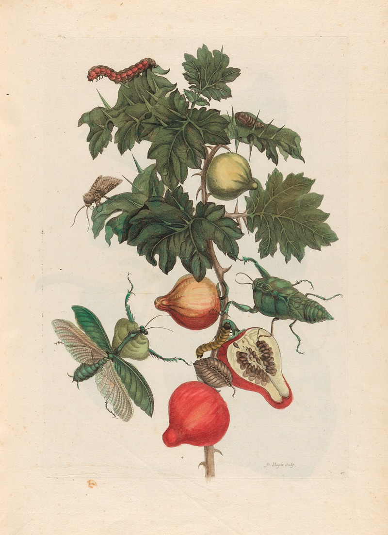 Pomme de Sodome by Maria Sibylla Merian, 1719 — digital art print download
