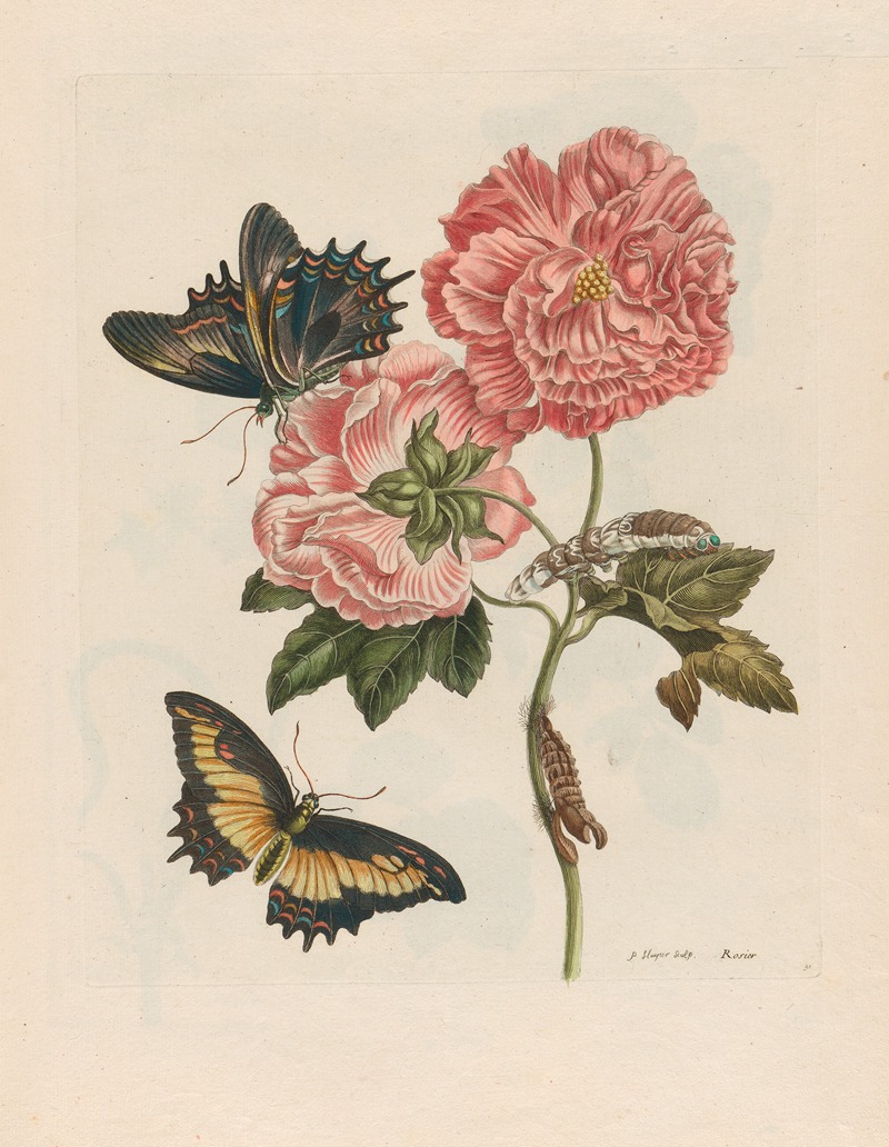 Rosier by Maria Sibylla Merian, 1719 — digital art print download