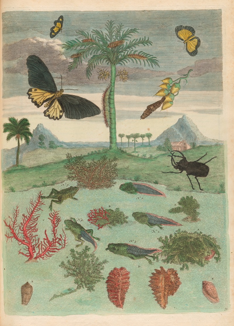 Stag beetle, Amphibians, and Palm trees — Maria Sibylla Merian