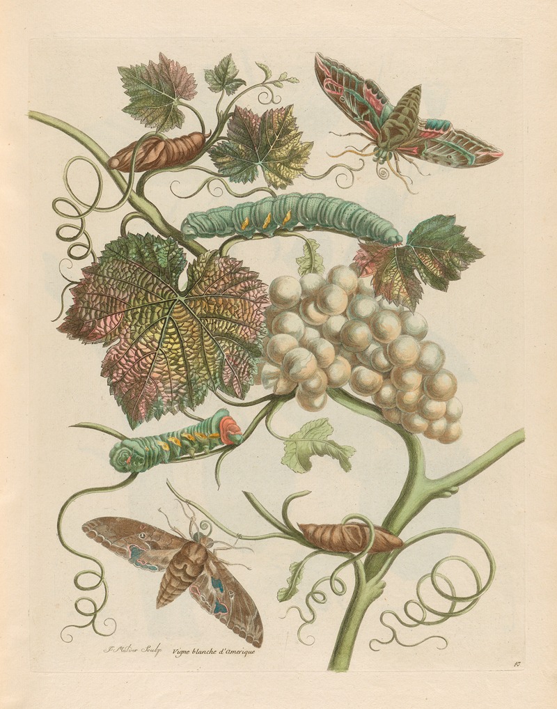 Vigne blanche d'Amerique by Maria Sibylla Merian, 1719 — digital art print download