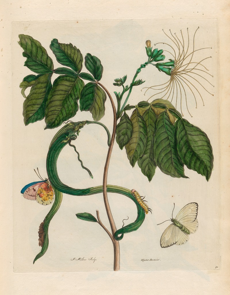 Wycke-Bockies by Maria Sibylla Merian, 1719 — digital art print download
