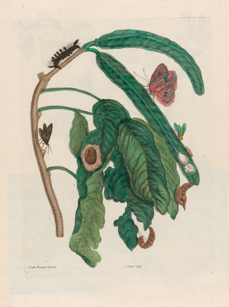 Zoete Boonen-Boom by Maria Sibylla Merian, 1719 — digital art print download