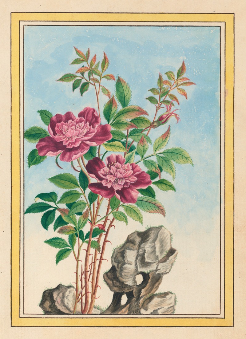 Plantes de Chine Pl.001 by Pierre Joseph Buchoz, 1776 — digital art print download