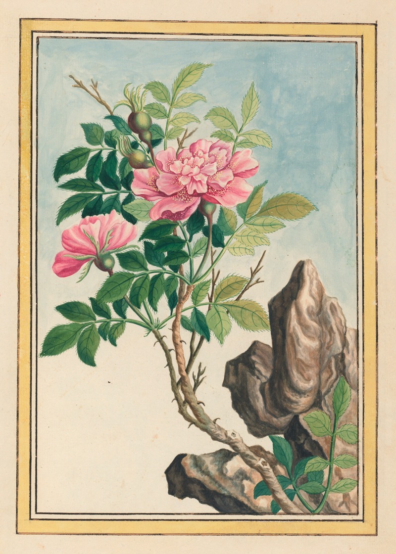Plantes de Chine Pl.002 by Pierre Joseph Buchoz, 1776 — digital art print download