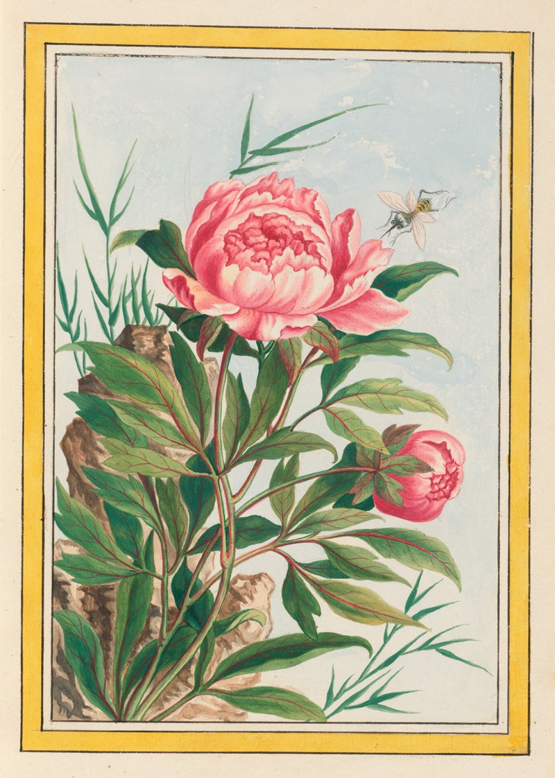 Plantes de Chine Pl.009 by Pierre Joseph Buchoz, 1776 — digital art print download