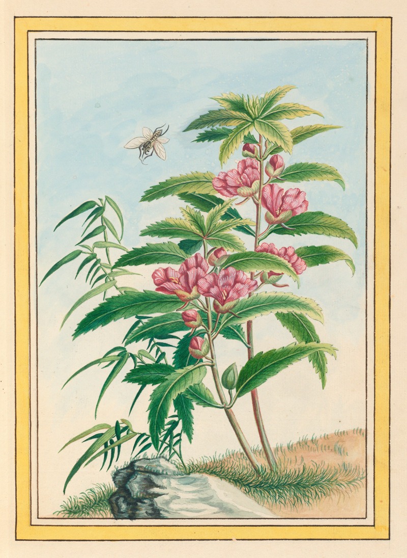 Plantes de Chine Pl.020 by Pierre Joseph Buchoz, 1776 — digital art print download