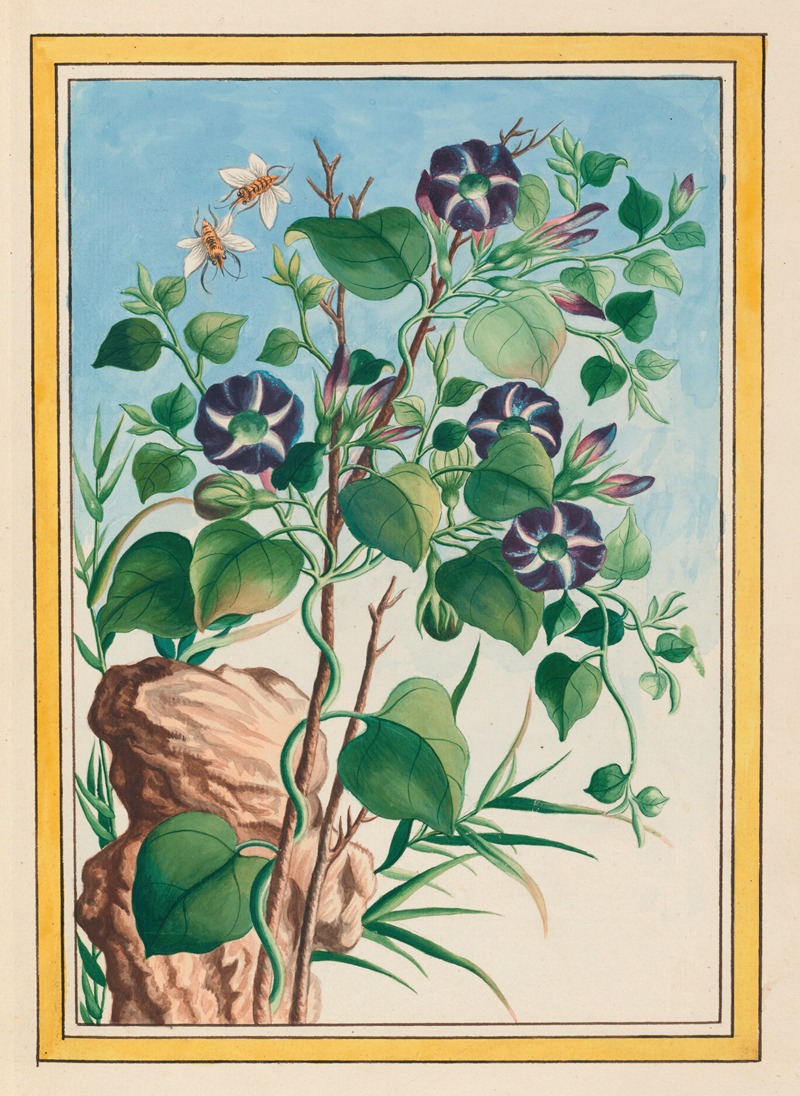 Plantes de Chine Pl.023 — Pierre Joseph Buchoz