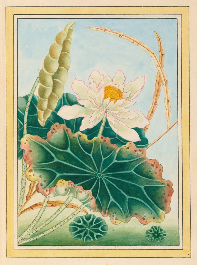Plantes de Chine Pl.028 by Pierre Joseph Buchoz, 1776 — digital art print download