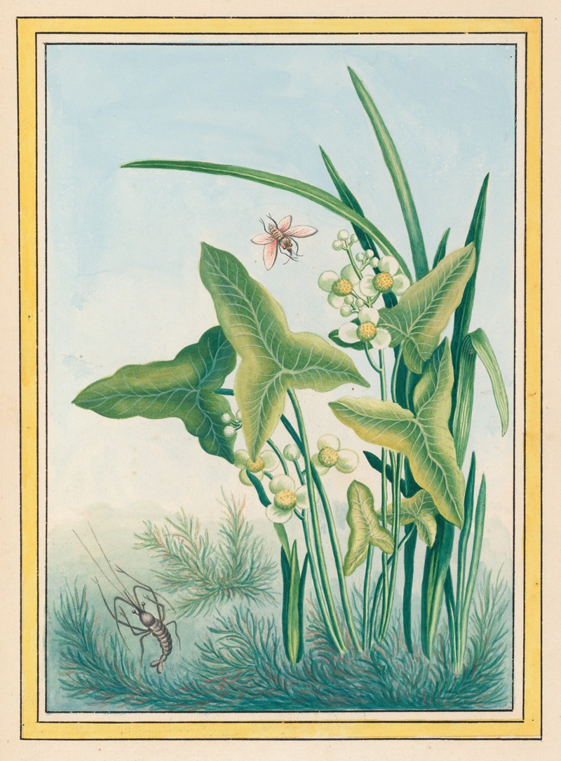 Plantes de Chine Pl.029 — Pierre Joseph Buchoz