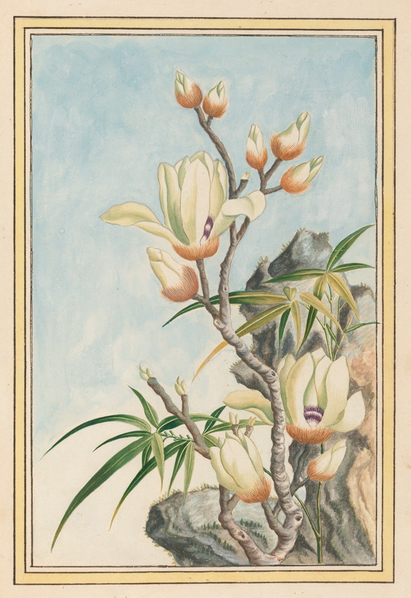 Plantes de Chine Pl.032 by Pierre Joseph Buchoz, 1776 — digital art print download