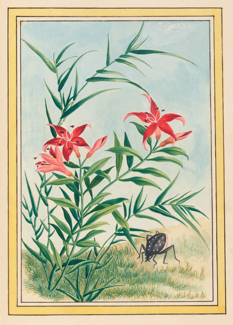 Plantes de Chine Pl.035 by Pierre Joseph Buchoz, 1776 — digital art print download