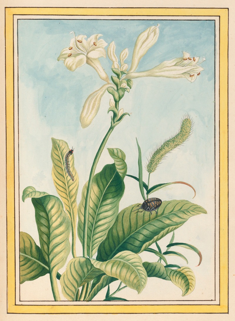 Plantes de Chine Pl.037 by Pierre Joseph Buchoz, 1776 — digital art print download