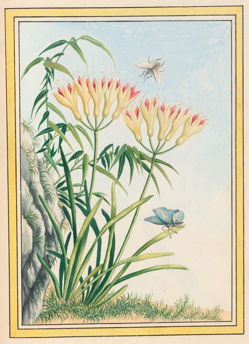 Plantes de Chine Pl.039 by Pierre Joseph Buchoz, 1776 — digital art print download