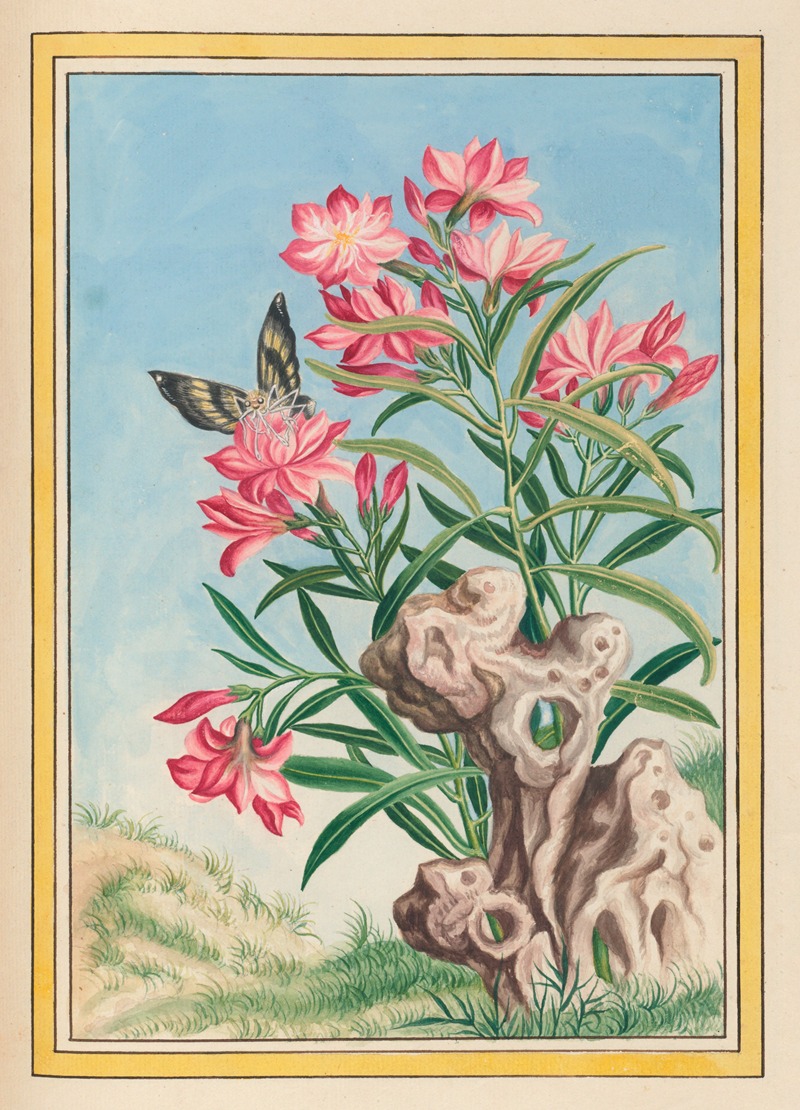 Plantes de Chine Pl.054 by Pierre Joseph Buchoz, 1776 — digital art print download
