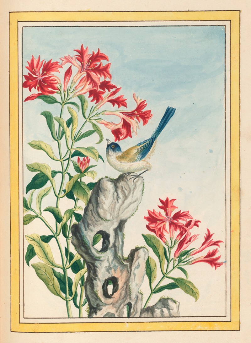 Plantes de Chine Pl.055 by Pierre Joseph Buchoz, 1776 — digital art print download