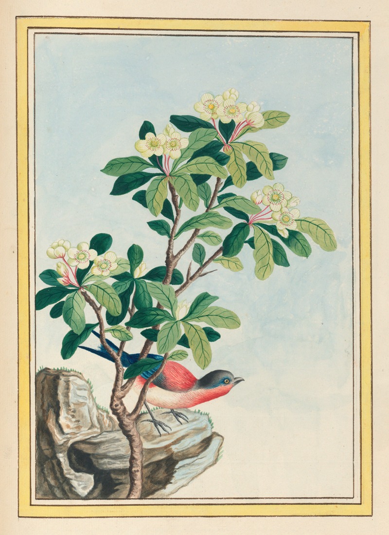 Plantes de Chine Pl.060 by Pierre Joseph Buchoz, 1776 — digital art print download