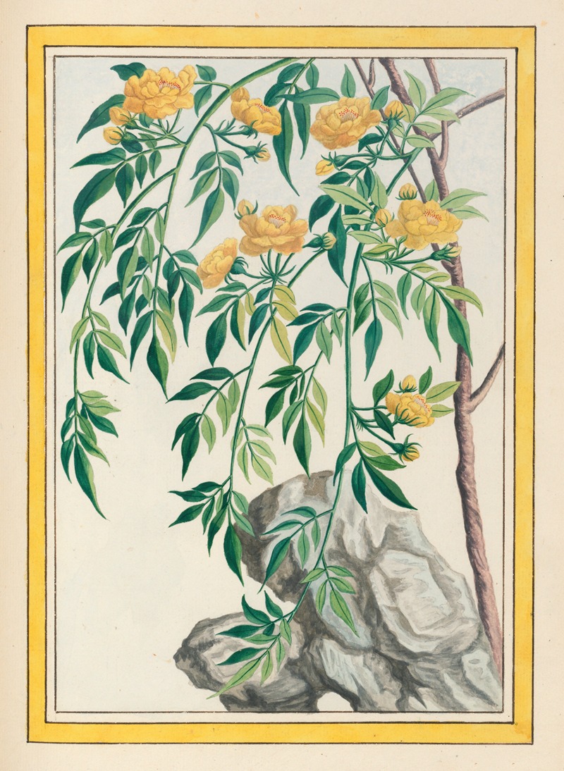 Plantes de Chine Pl.061 by Pierre Joseph Buchoz, 1776 — digital art print download