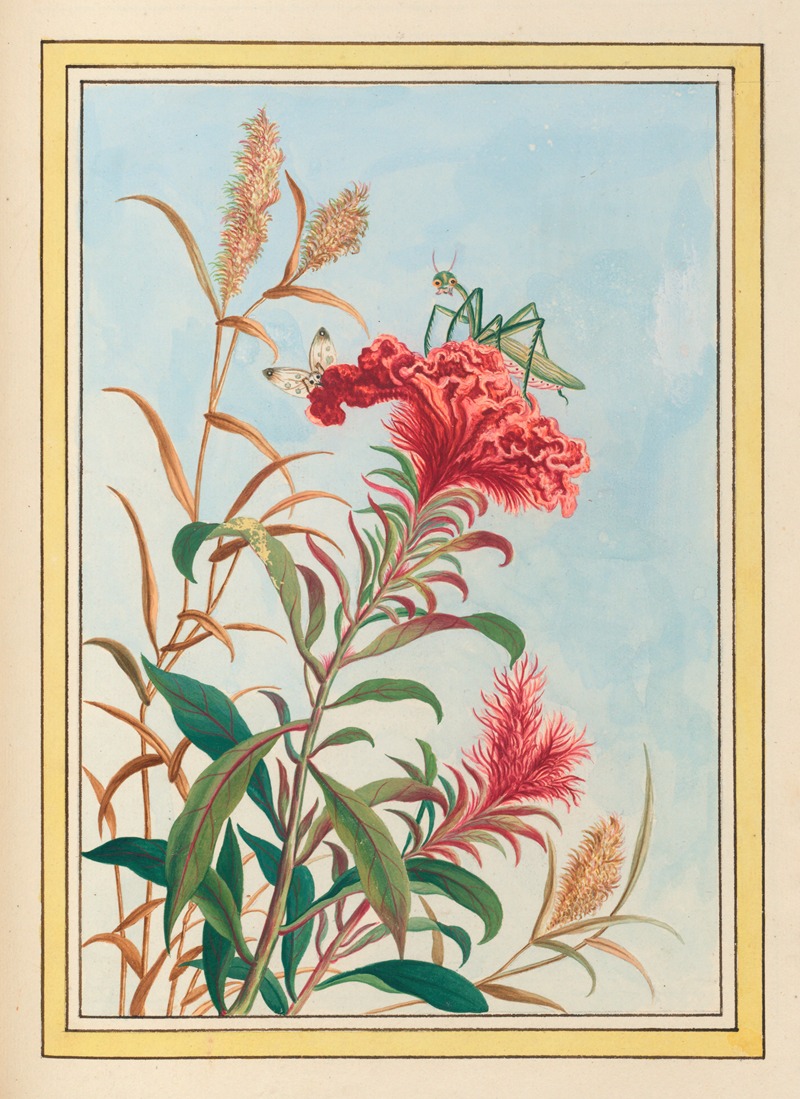 Plantes de Chine Pl.077 by Pierre Joseph Buchoz, 1776 — digital art print download