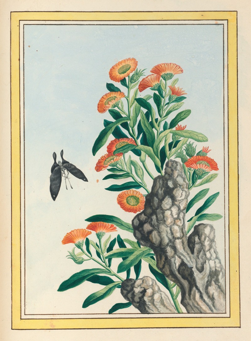 Plantes de Chine Pl.078 by Pierre Joseph Buchoz, 1776 — digital art print download