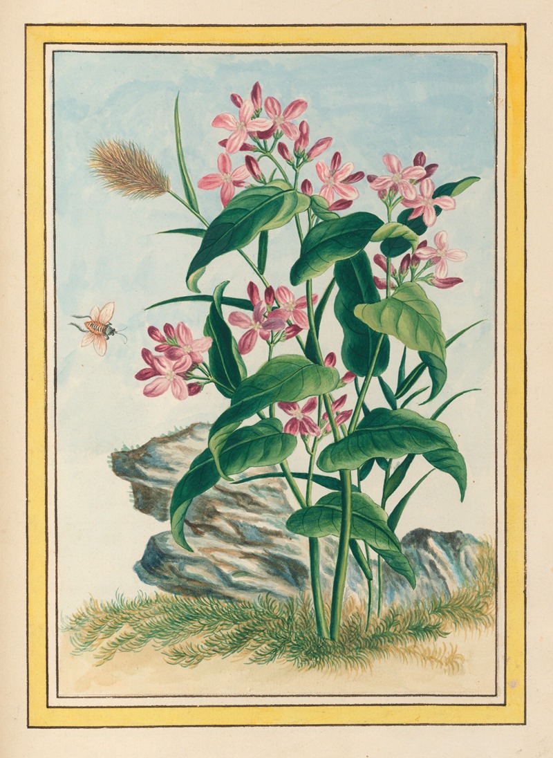 Plantes de Chine Pl.079 by Pierre Joseph Buchoz, 1776 — digital art print download