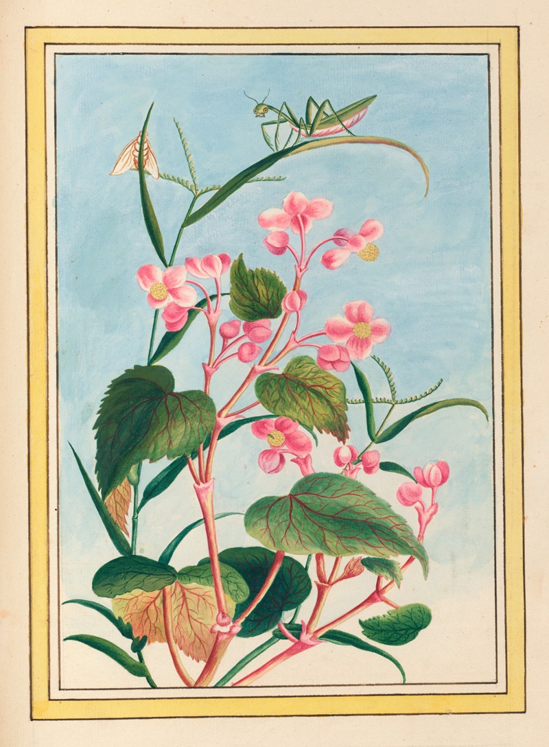 Plantes de Chine Pl.080 by Pierre Joseph Buchoz, 1776 — digital art print download