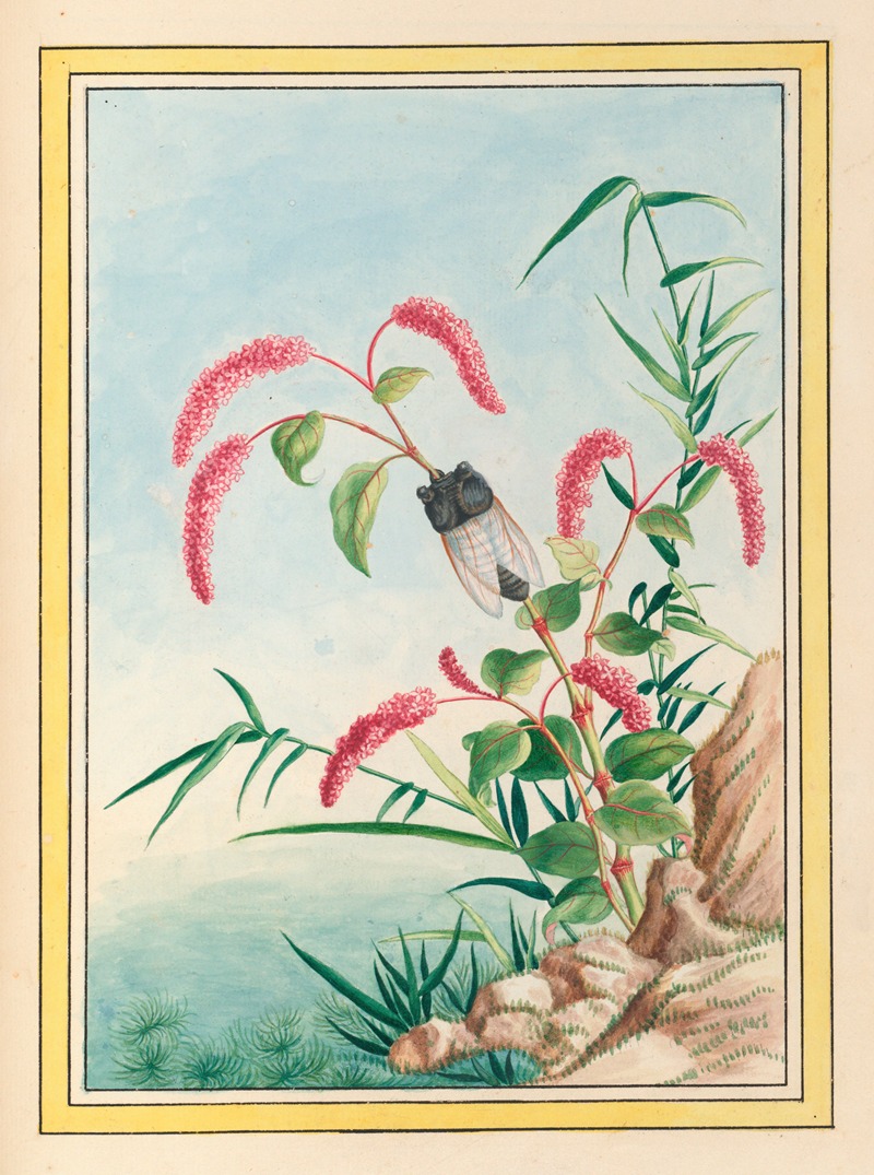 Plantes de Chine Pl.082 by Pierre Joseph Buchoz, 1776 — digital art print download