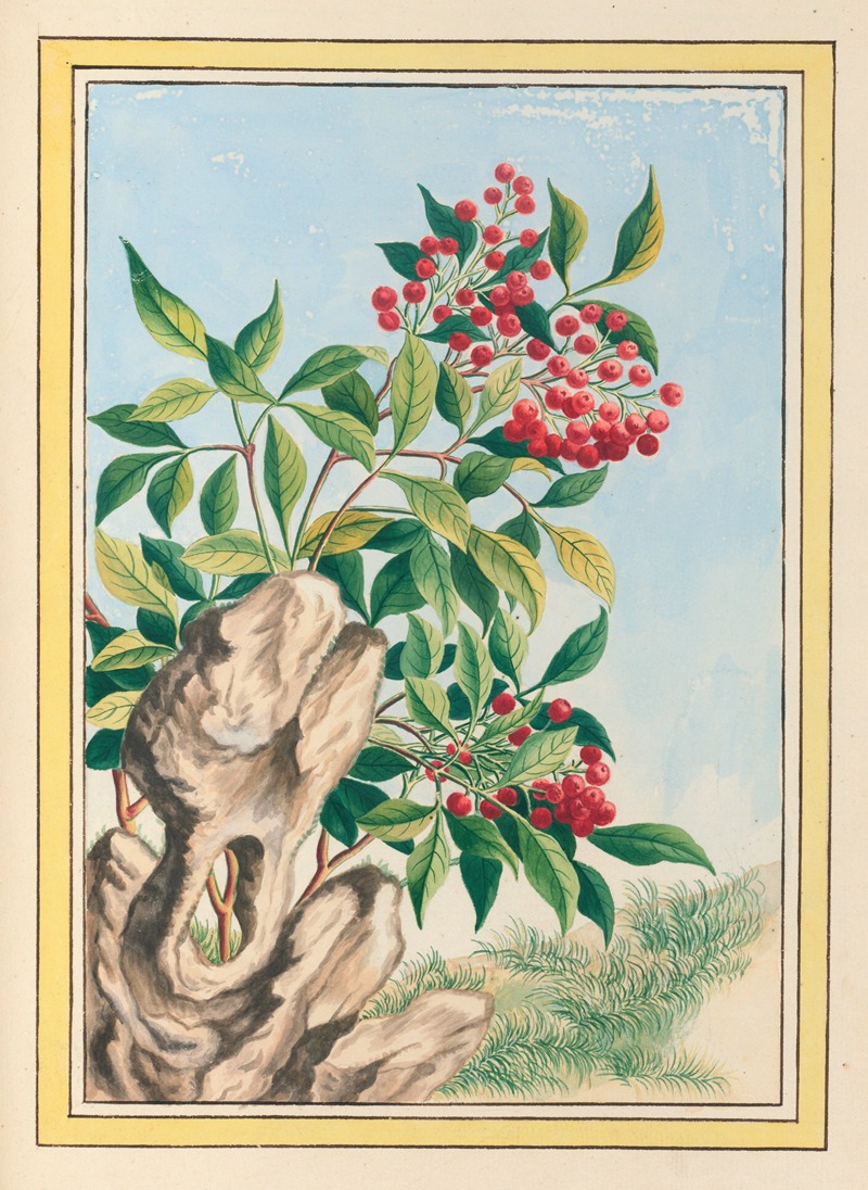 Plantes de Chine Pl.089 by Pierre Joseph Buchoz, 1776 — digital art print download