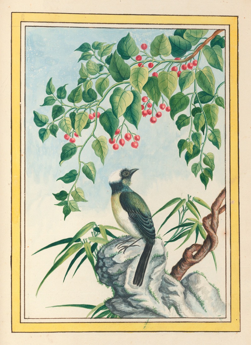 Plantes de Chine Pl.090 by Pierre Joseph Buchoz, 1776 — digital art print download