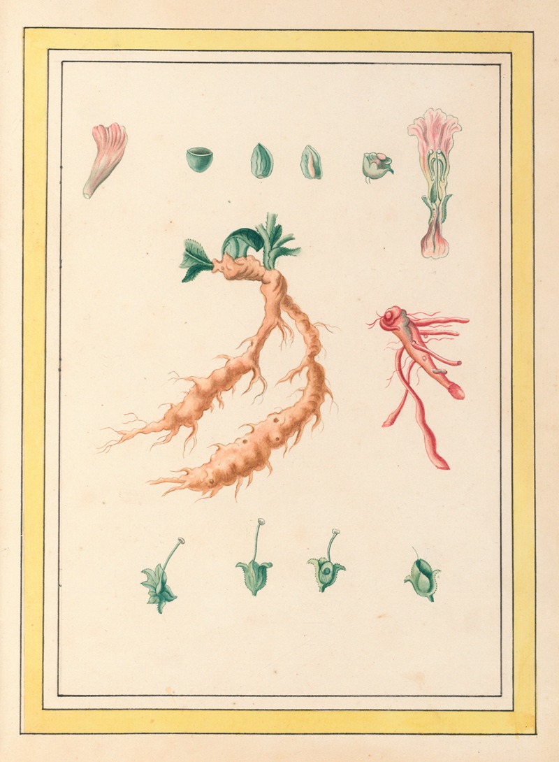 Plantes de Chine Pl.101 by Pierre Joseph Buchoz, 1776 — digital art print download