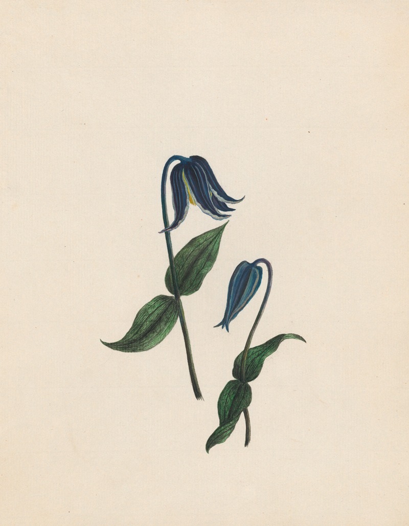 Clematis – Virgin's bower; Germany by R. B. F., 1789 — digital art print download