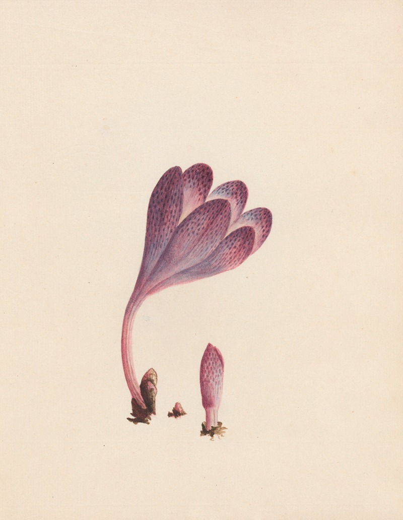Colchicum – autumnal crocus; England by R. B. F., 1789 — digital art print download